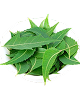 Neem